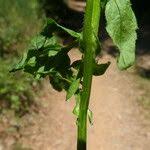 Attēlu rezultāti vaicājumam “Cardamine impatiens fruit”