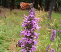 Attēlu rezultāti vaicājumam “Stachys officinalis flower”