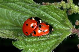 Attēlu rezultāti vaicājumam “Coccinella septempunctata”