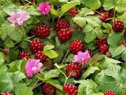 Attēlu rezultāti vaicājumam “Rubus arcticus flower”