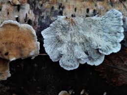 Attēlu rezultāti vaicājumam “Plicaturopsis crispa”