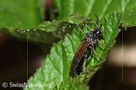 Attēlu rezultāti vaicājumam “Arge ustulata”