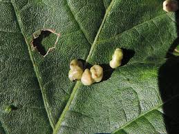 Attēlu rezultāti vaicājumam “Vasates quadripedes”