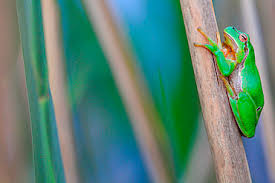 Attēlu rezultāti vaicājumam “Hyla arborea adult”