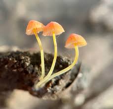 Attēlu rezultāti vaicājumam “Mycena acicula”