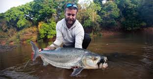 Image result for Goliath Tigerfish