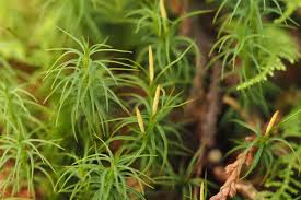 Attēlu rezultāti vaicājumam “Polytrichastrum formosum sporophyte”