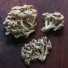 Attēlu rezultāti vaicājumam “Polyporus tubaeformis”