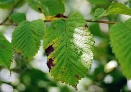 Attēlu rezultāti vaicājumam “Mycosphaerella ulmi”