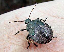 Attēlu rezultāti vaicājumam “Picromerus bidens”