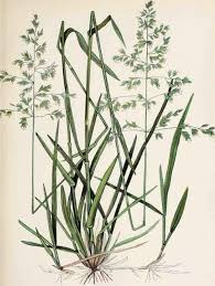 Attēlu rezultāti vaicājumam “Poa pratensis”