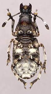 Attēlu rezultāti vaicājumam “Platystomos albinus”