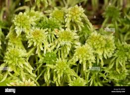 Attēlu rezultāti vaicājumam “Sphagnum fallax”