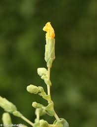 Attēlu rezultāti vaicājumam “Lactuca tatarica bud”
