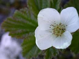 Attēlu rezultāti vaicājumam “Rubus chamaemorus flower”