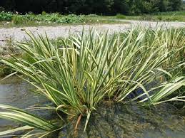 Attēlu rezultāti vaicājumam “Cychramus variegatus”