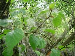 Attēlu rezultāti vaicājumam “Salix cinerea”