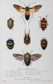 Attēlu rezultāti vaicājumam “Heteroptera”