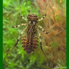 Attēlu rezultāti vaicājumam “Cordulia aenea”