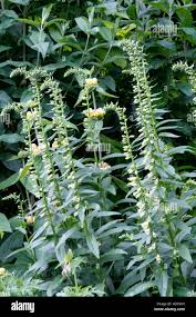 Image result for Digitalis lutea