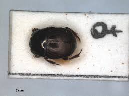 Attēlu rezultāti vaicājumam “Hypocaccus rugiceps”