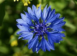 Attēlu rezultāti vaicājumam “Cyanus segetum”