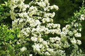 Attēlu rezultāti vaicājumam “Hippophae rhamnoides male flower”