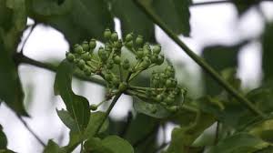 Attēlu rezultāti vaicājumam “Phellodendron amurense bud”