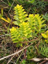 Attēlu rezultāti vaicājumam “Honckenya peploides leaf”