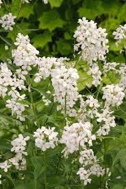 Attēlu rezultāti vaicājumam “Hesperis matronalis”