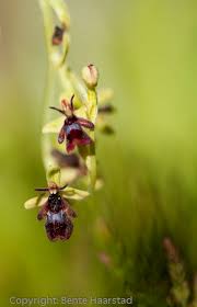 Attēlu rezultāti vaicājumam “Ophrys insectifera flower”