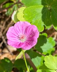 Attēlu rezultāti vaicājumam “Geranium sanguineum flower”