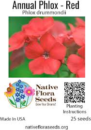 Image result for Phlox drummondii