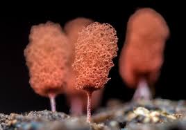 Attēlu rezultāti vaicājumam “Arcyria imperialis”