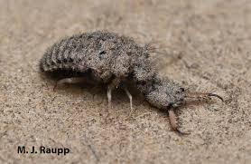 Attēlu rezultāti vaicājumam “Myrmeleontidae”