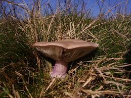 Attēlu rezultāti vaicājumam “Lepista sp.”