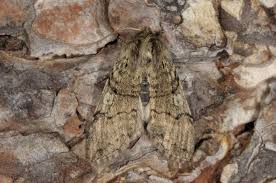 Attēlu rezultāti vaicājumam “Achlya flavicornis”