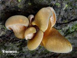 Attēlu rezultāti vaicājumam “Panellus serotinus”