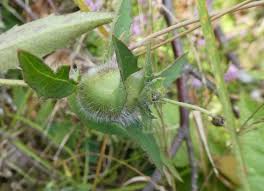 Attēlu rezultāti vaicājumam “Aulacidea hieracii”