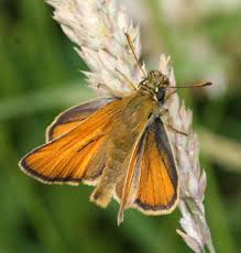 Attēlu rezultāti vaicājumam “Thymelicus sylvestris male”