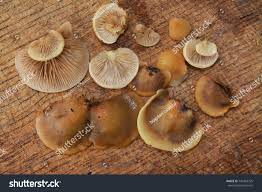 Attēlu rezultāti vaicājumam “Crepidotus applanatus”