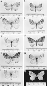 Attēlu rezultāti vaicājumam “Epirranthis diversata upperside”