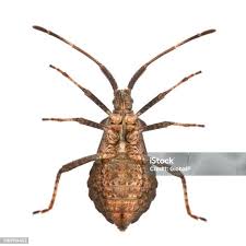 Attēlu rezultāti vaicājumam “Coreus marginatus”