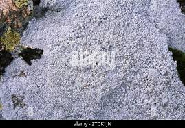 Attēlu rezultāti vaicājumam “Pertusaria amara”