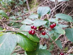 Attēlu rezultāti vaicājumam “Lonicera xylosteum bud”