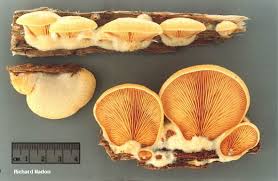 Attēlu rezultāti vaicājumam “Phyllotopsis nidulans”