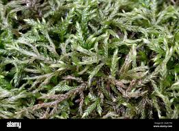 Attēlu rezultāti vaicājumam “Isothecium alopecuroides”