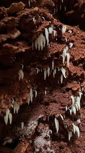 Attēlu rezultāti vaicājumam “Mucronella subtilis”