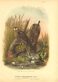 Attēlu rezultāti vaicājumam “Circus aeruginosus adult”