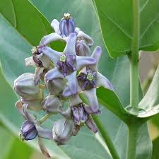 Attēlu rezultāti vaicājumam “Arenaria procera leaf”